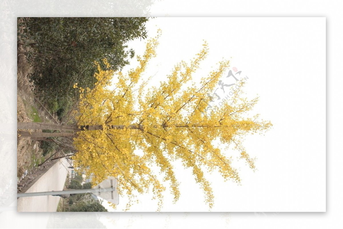 秋天银杏树图片