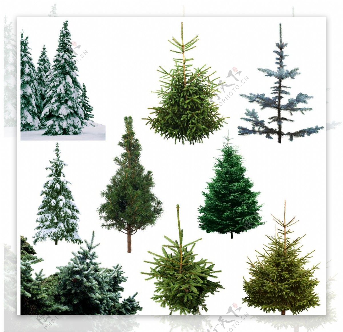 PSD格式圣诞树素材图片