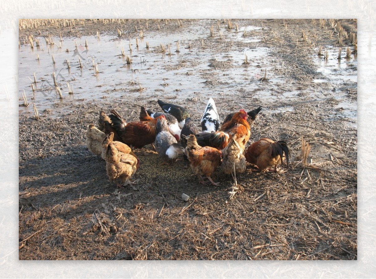 鸡鸭不同命，加速逃离华英农业-新闻频道-和讯网