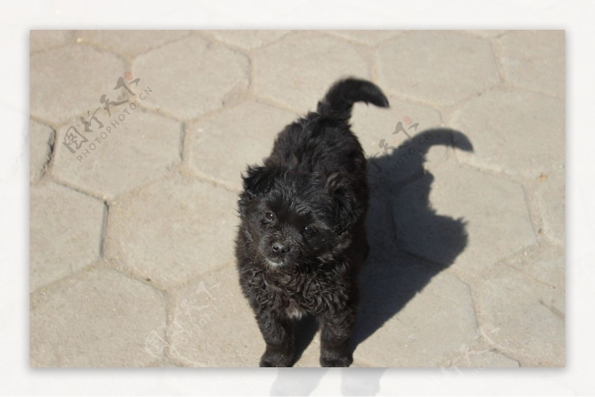 小黑狗品種 – Singa