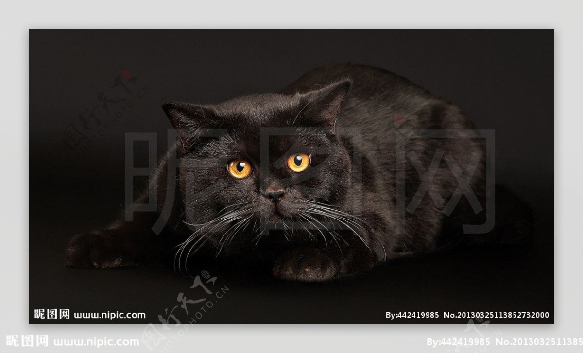 黑色猫猫图片