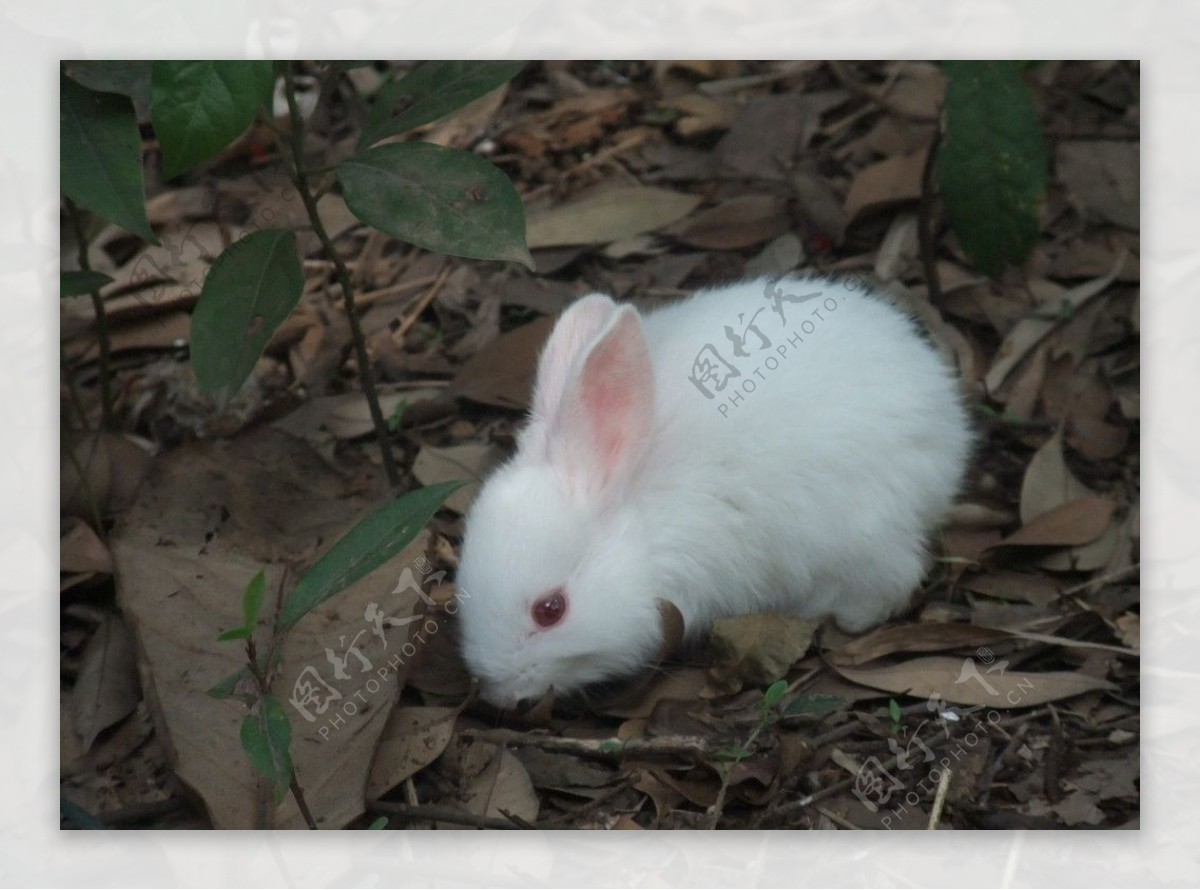 可爱的小白兔图片