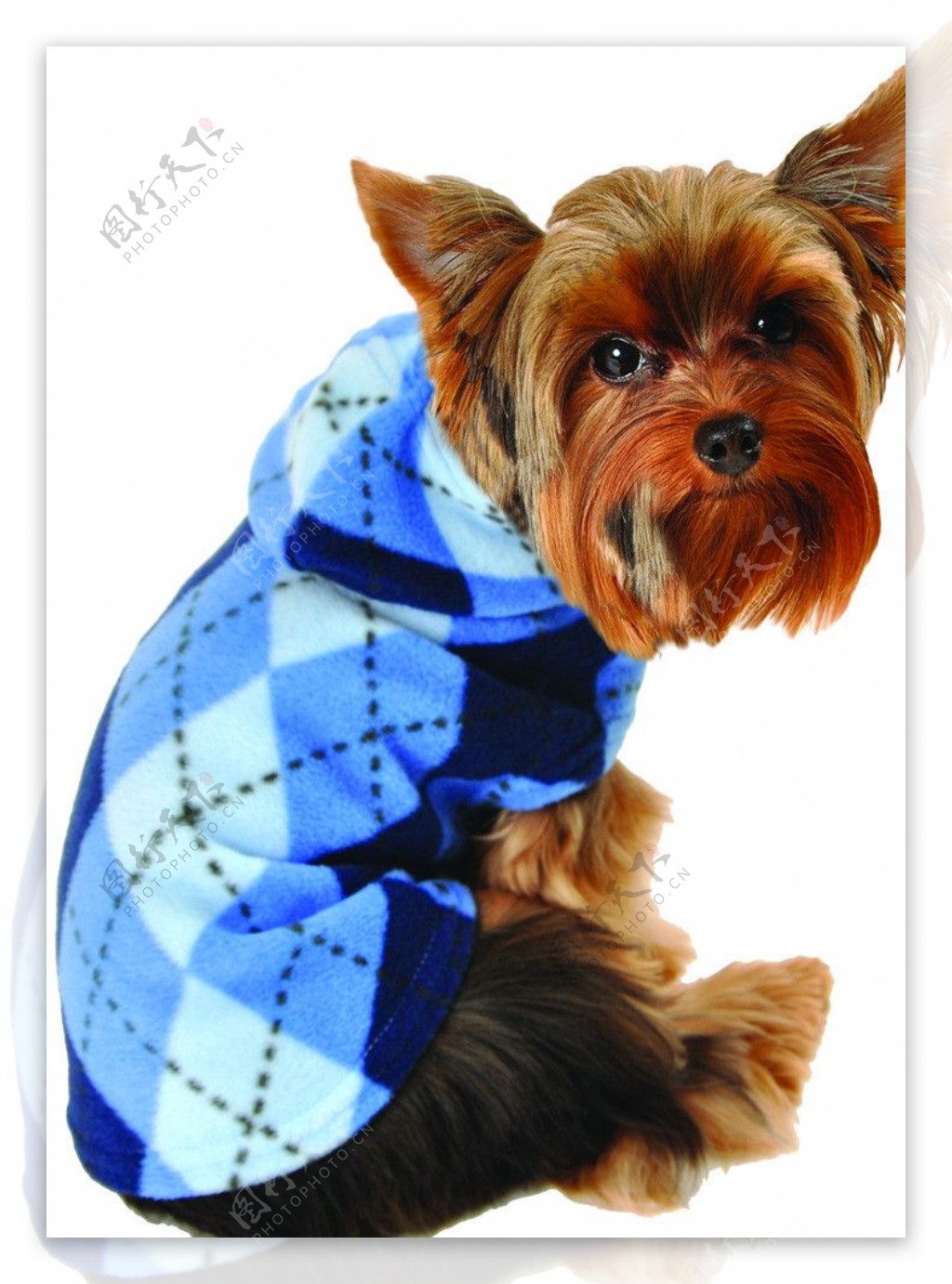 蓝色菱形图案夹克的小狗图片