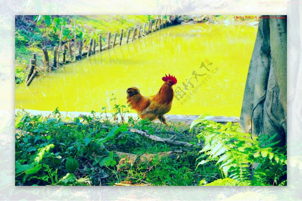 塘埂公鸡图片