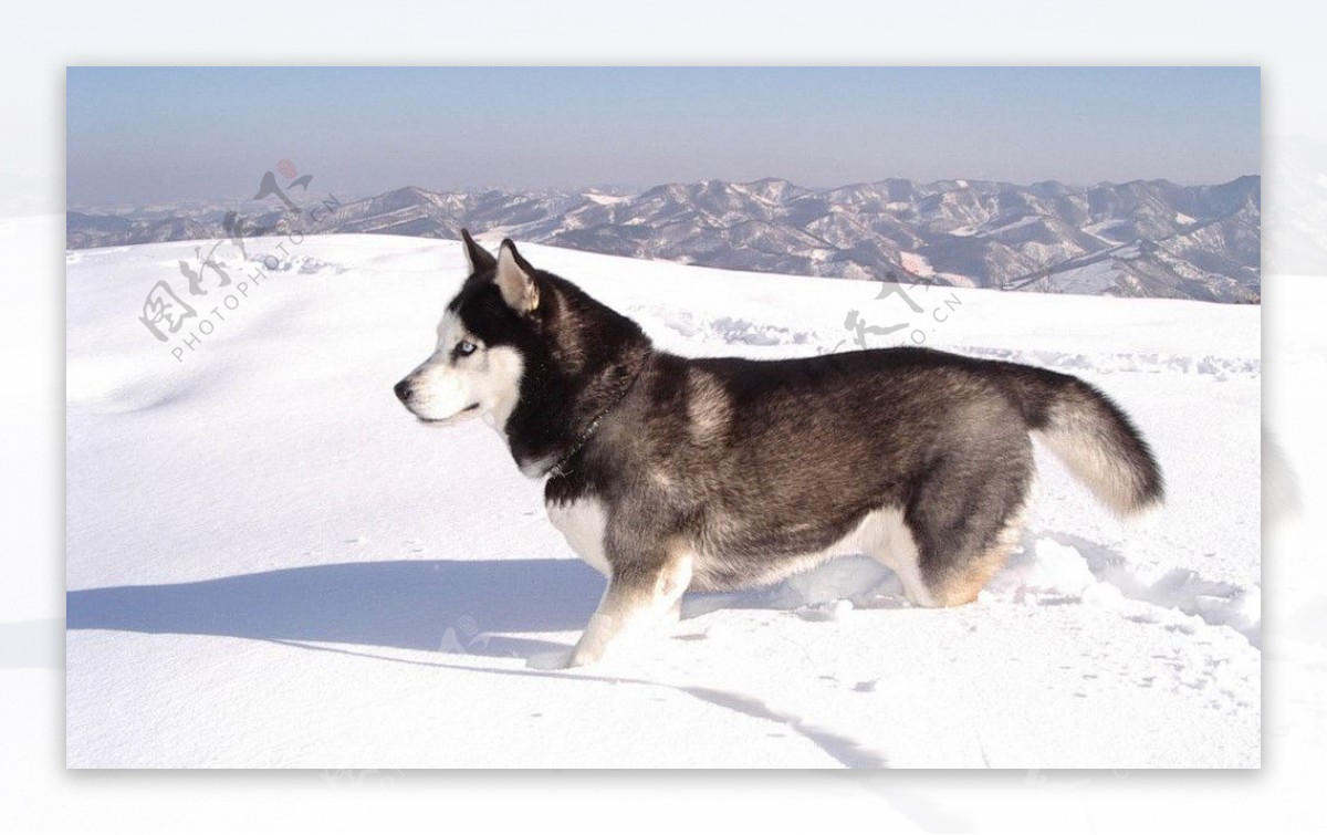 阿拉斯加雪橇犬图片