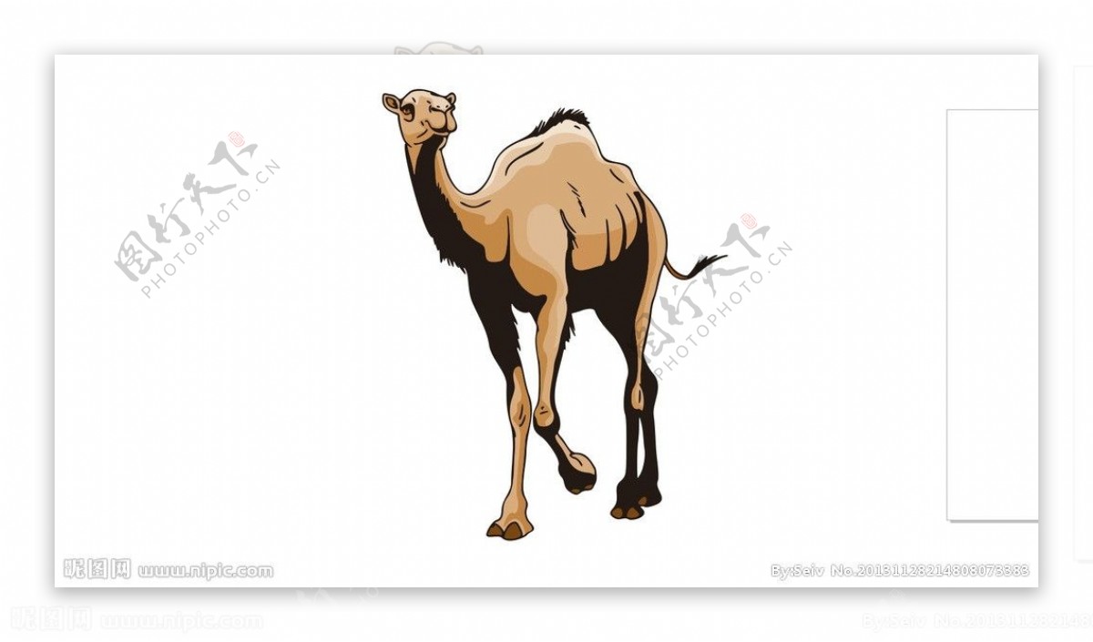 骆驼矢量图片