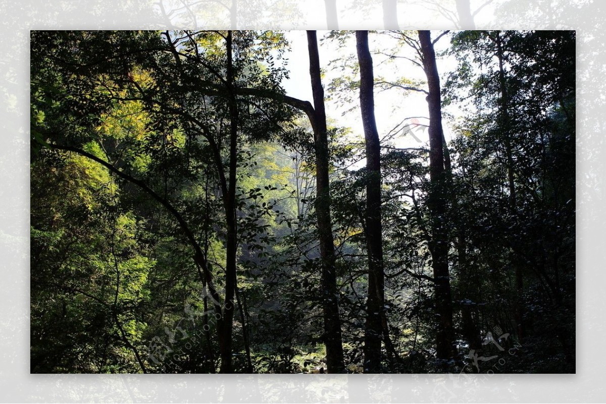 金鞭溪树林图片