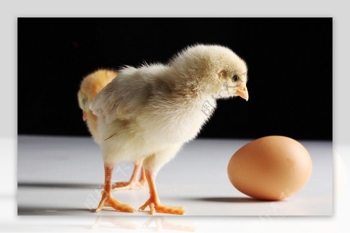 白色背景中突显的小黑鸡，小鸡刚出生 库存照片. 图片 包括有 母鸡, 长毛, 增长, 行走, 种田, 小鸡 - 159487018