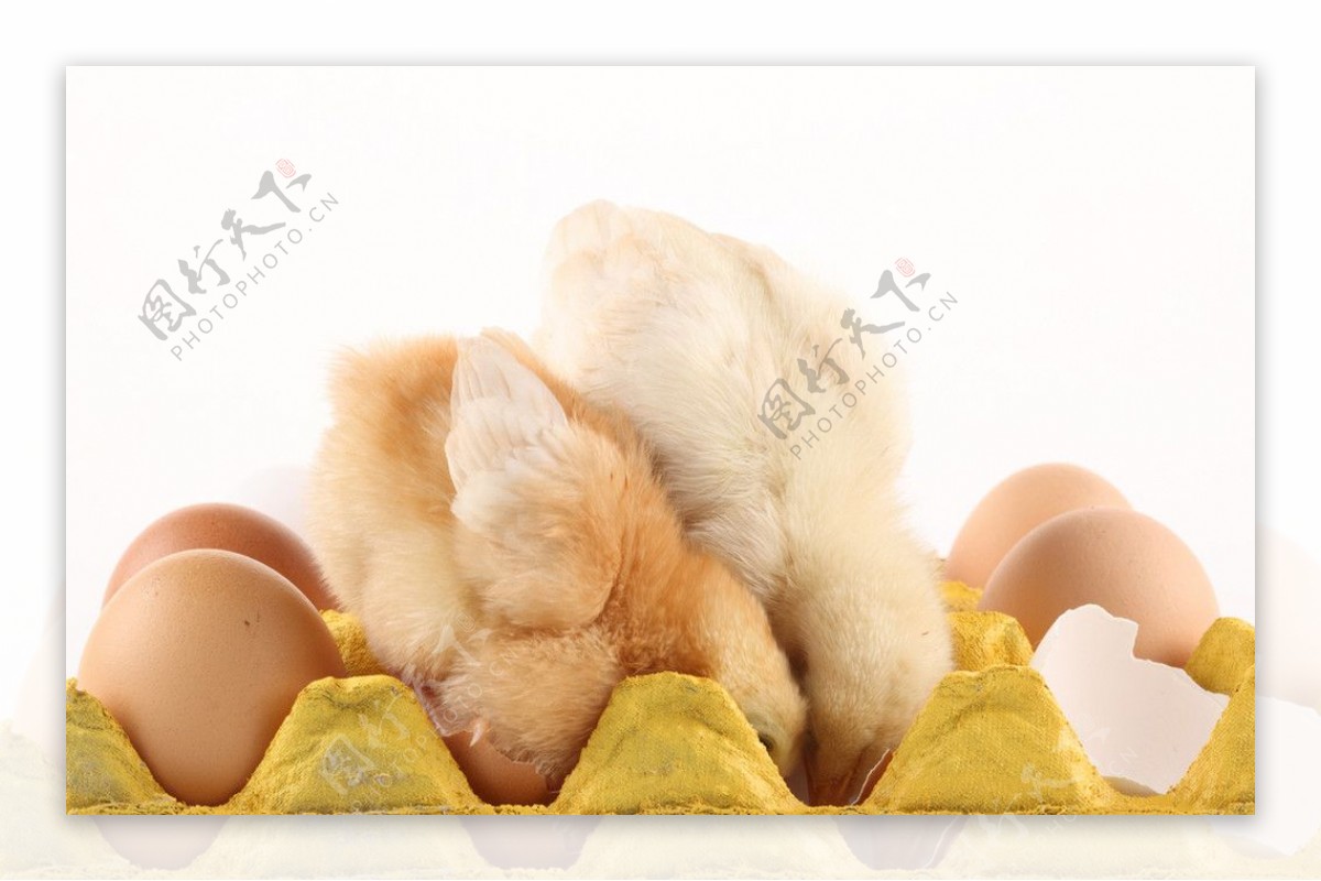 图片素材 : 餐饮, 棕色, 吃, 营养, 椭圆, 蛋白, 母鸡的蛋, 蛋壳, 鸡产品, 动物源食品 3664x3664 - - 932629 ...