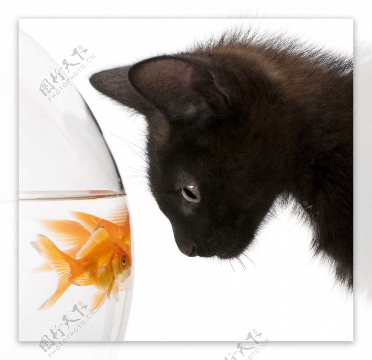 黑猫与金鱼图片