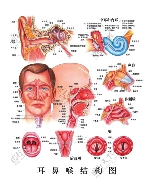 耳鼻喉结构图图片