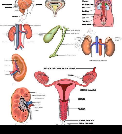 矢量泌尿系统解剖图图片