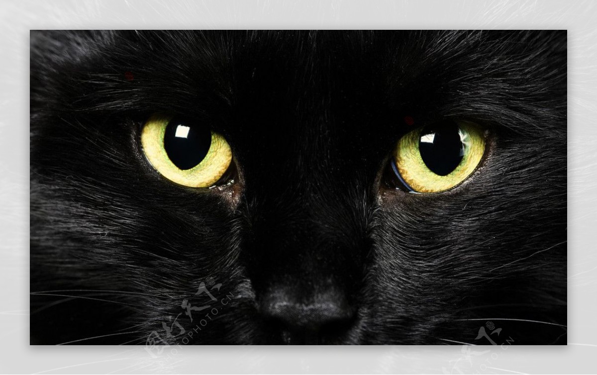 黑貓图片