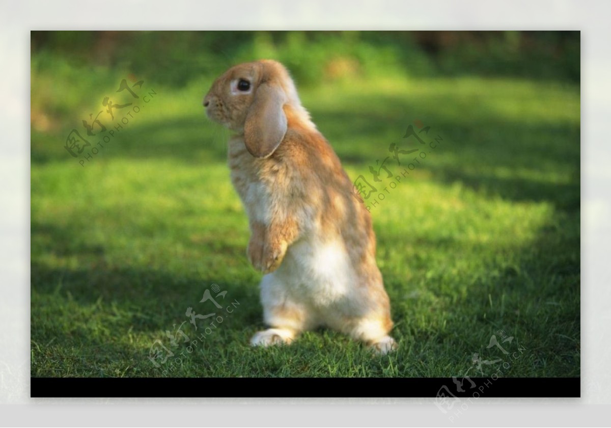 站立的宠物兔图片