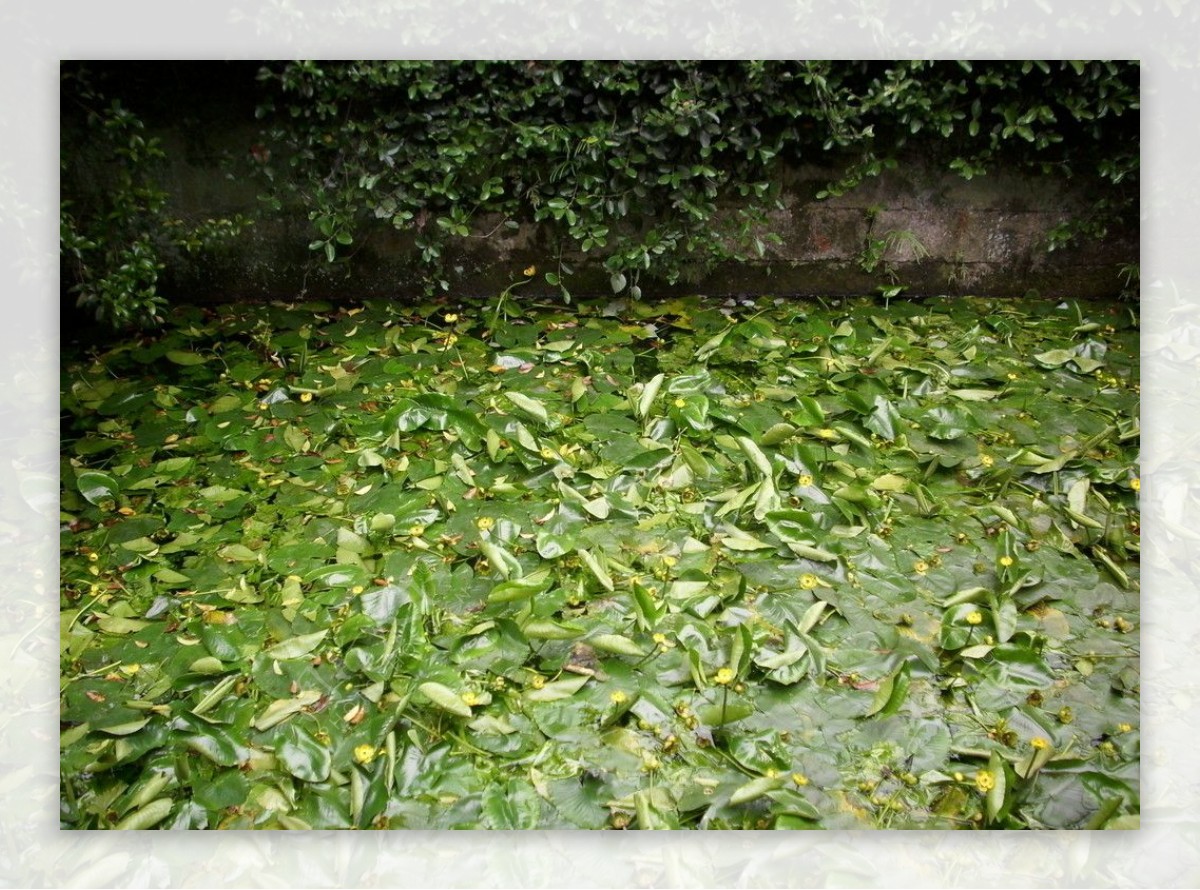 池中绿萌图片