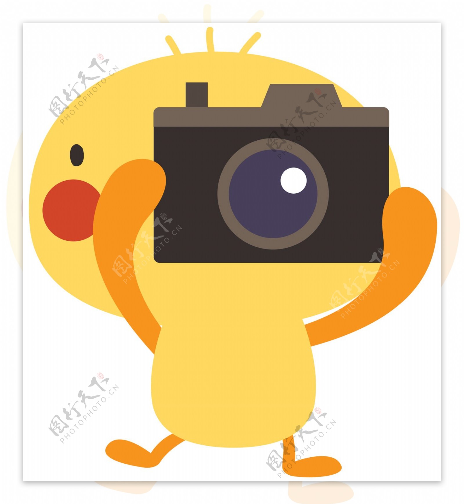小鸡照相图片