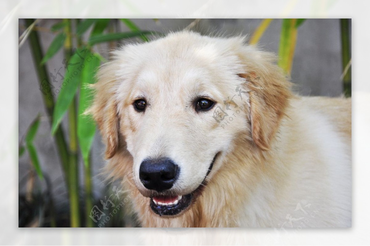 黄狗图片素材-编号09929551-图行天下