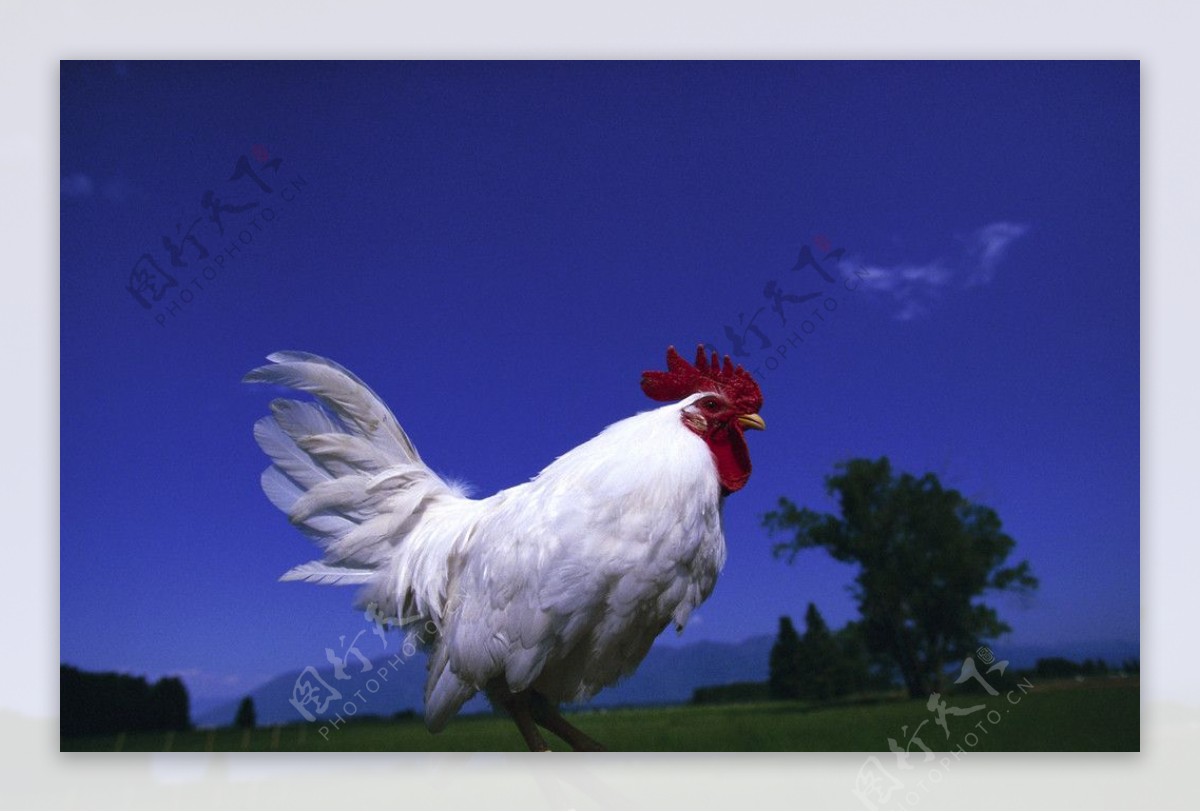 60 多张免费的“禽农场”和“鸡”照片 - Pixabay
