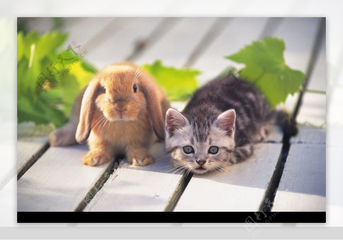 兔子与猫图片