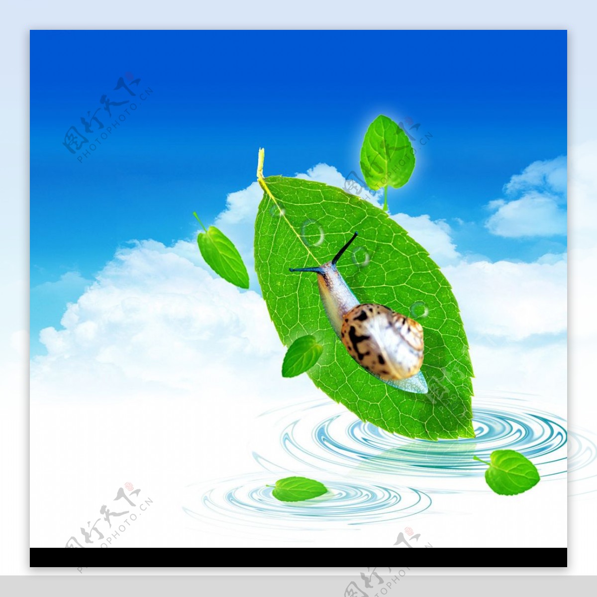 绿叶蜗牛图片