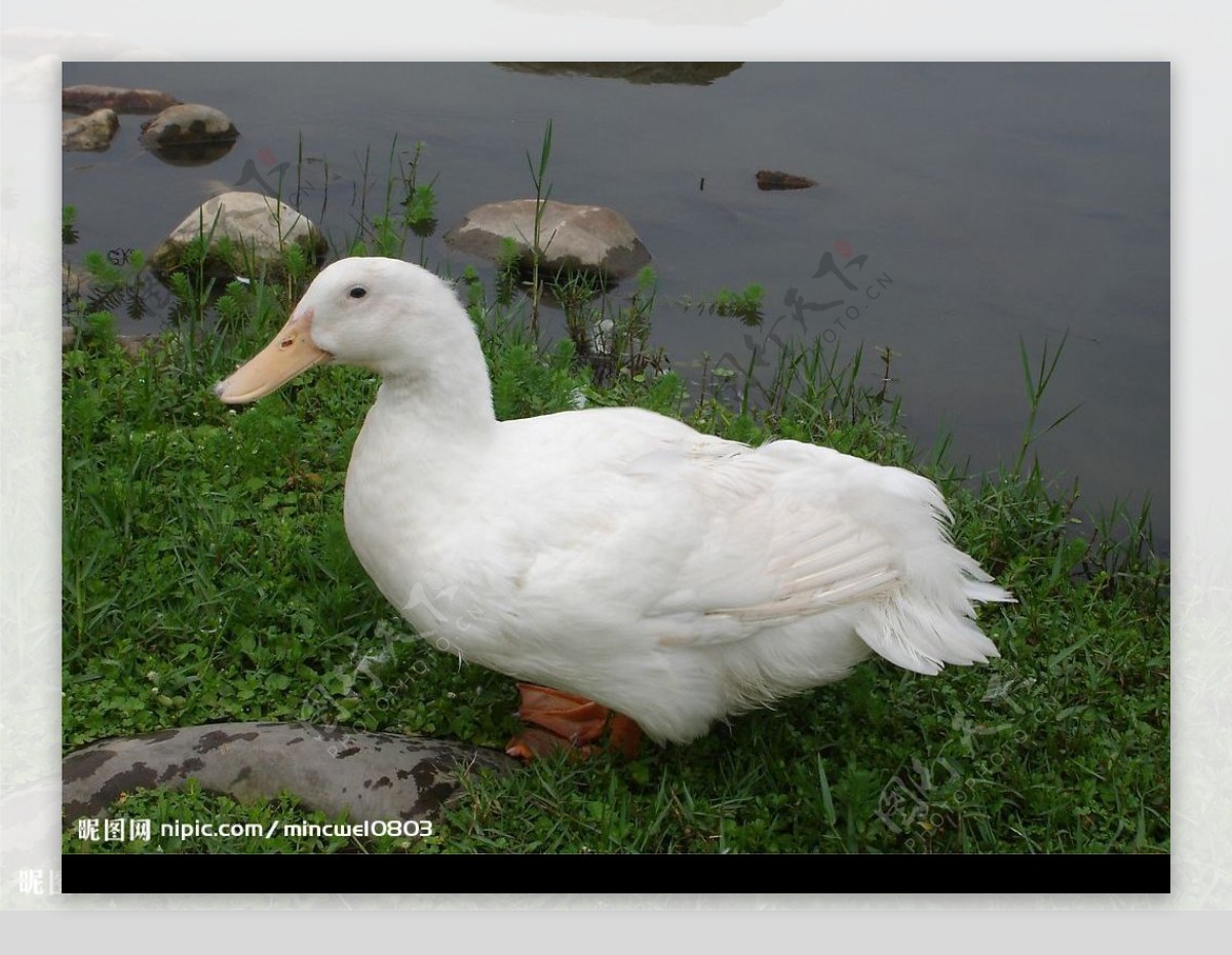 鸭 白色的 动物 - Pixabay上的免费照片 - Pixabay