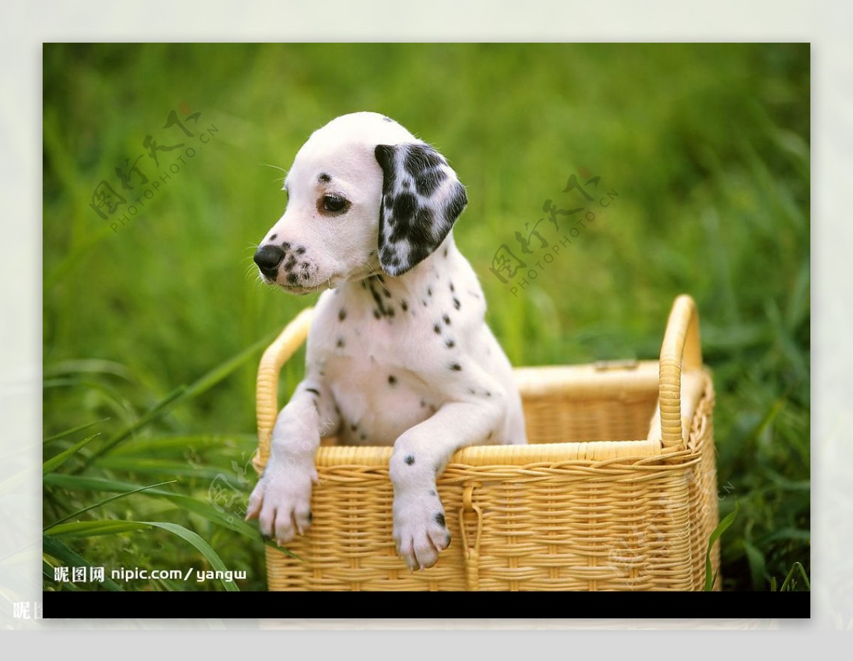 篮子里的斑点狗图片