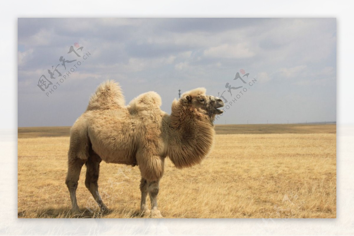 金秋骆驼图片