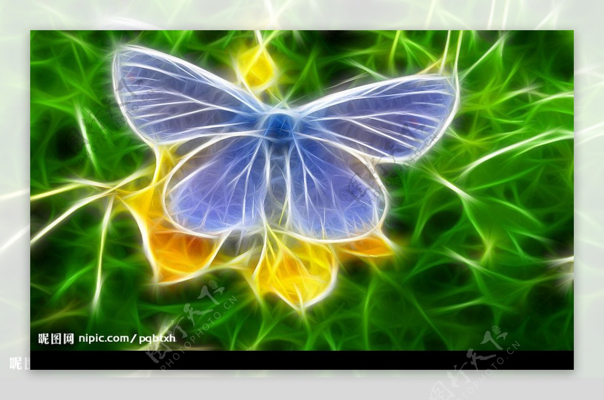 光线美图之蝴蝶图片