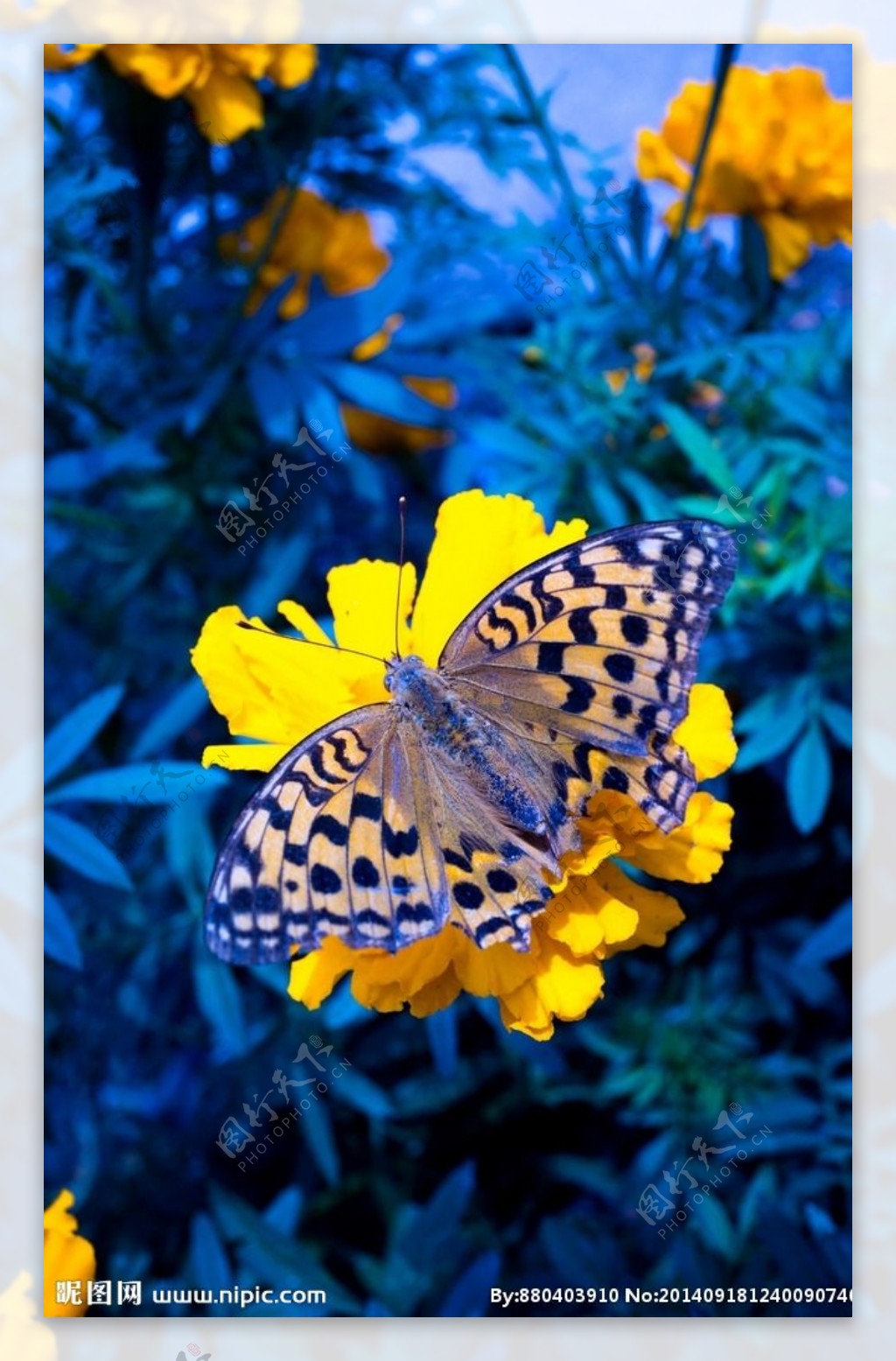 美丽蓝色蝴蝶图片,高清图片
