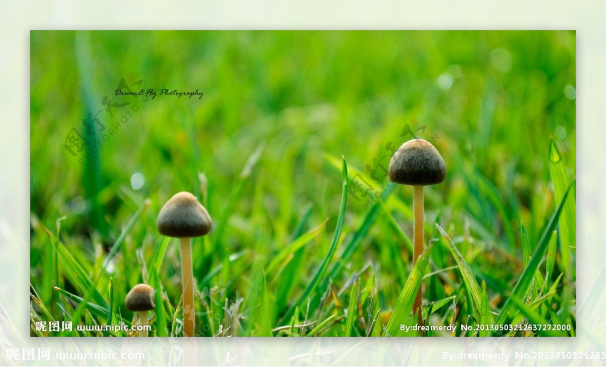 三个蘑菇图片
