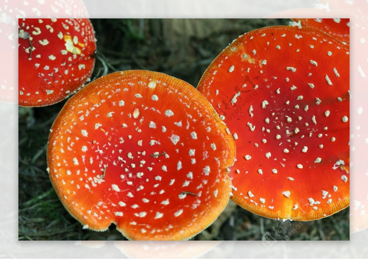 红蘑菇图片