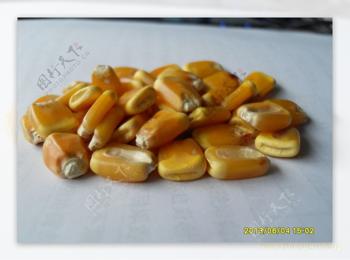 玉米籽粒图片