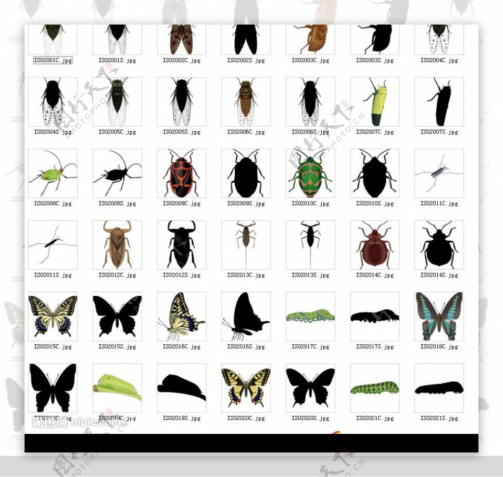 100只昆虫打包上传图片