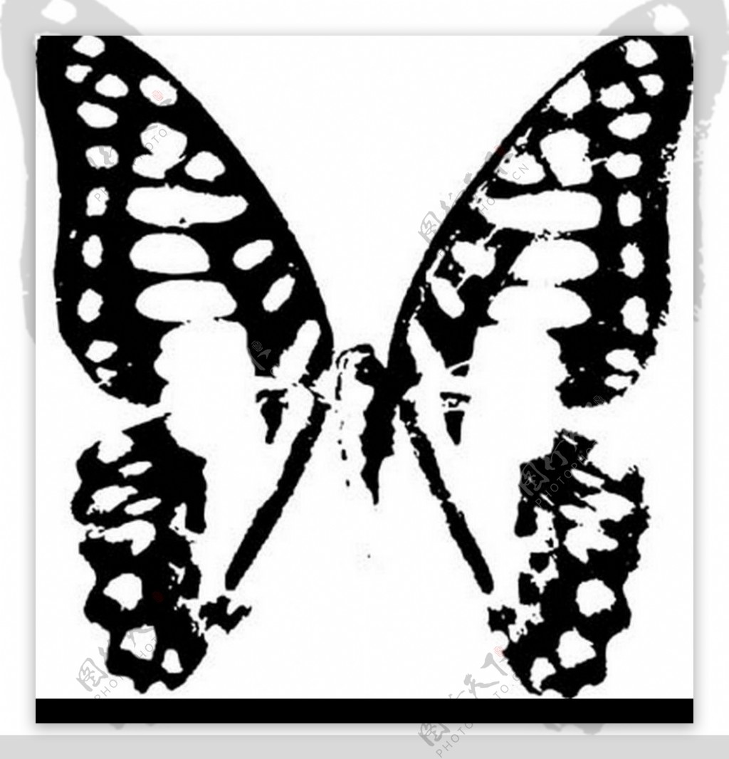 蝴蝶的矢量图图片