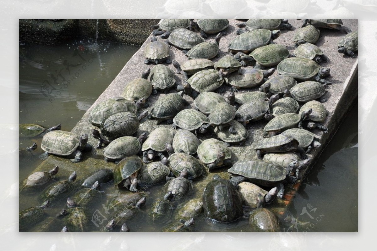一群乌龟图片