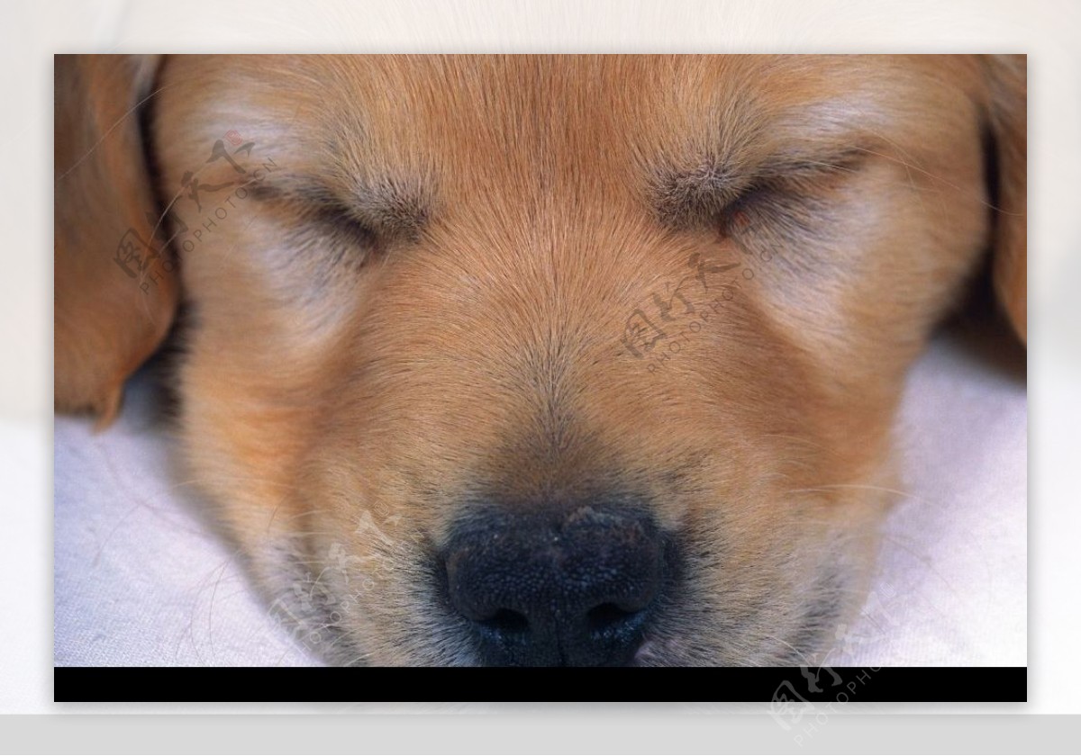 睡觉的宠物狗图片