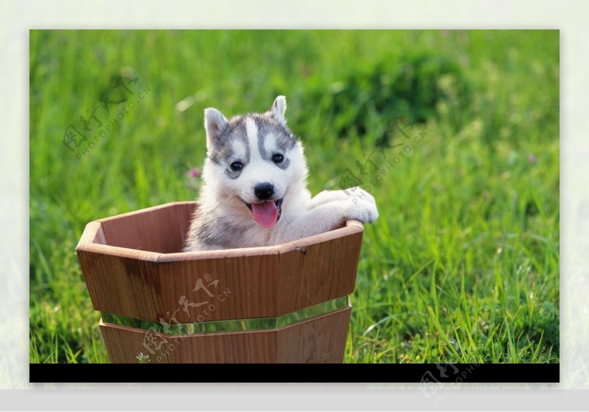 木桶里的小狗图片
