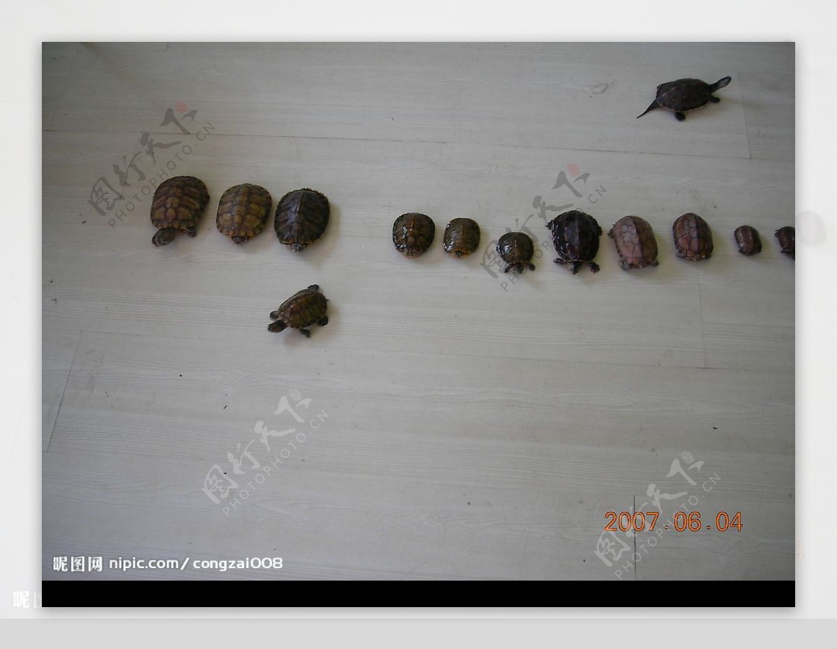龟龟赛跑图片