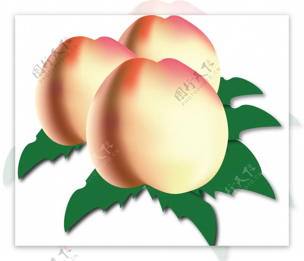 矢量桃子水果桃子图片