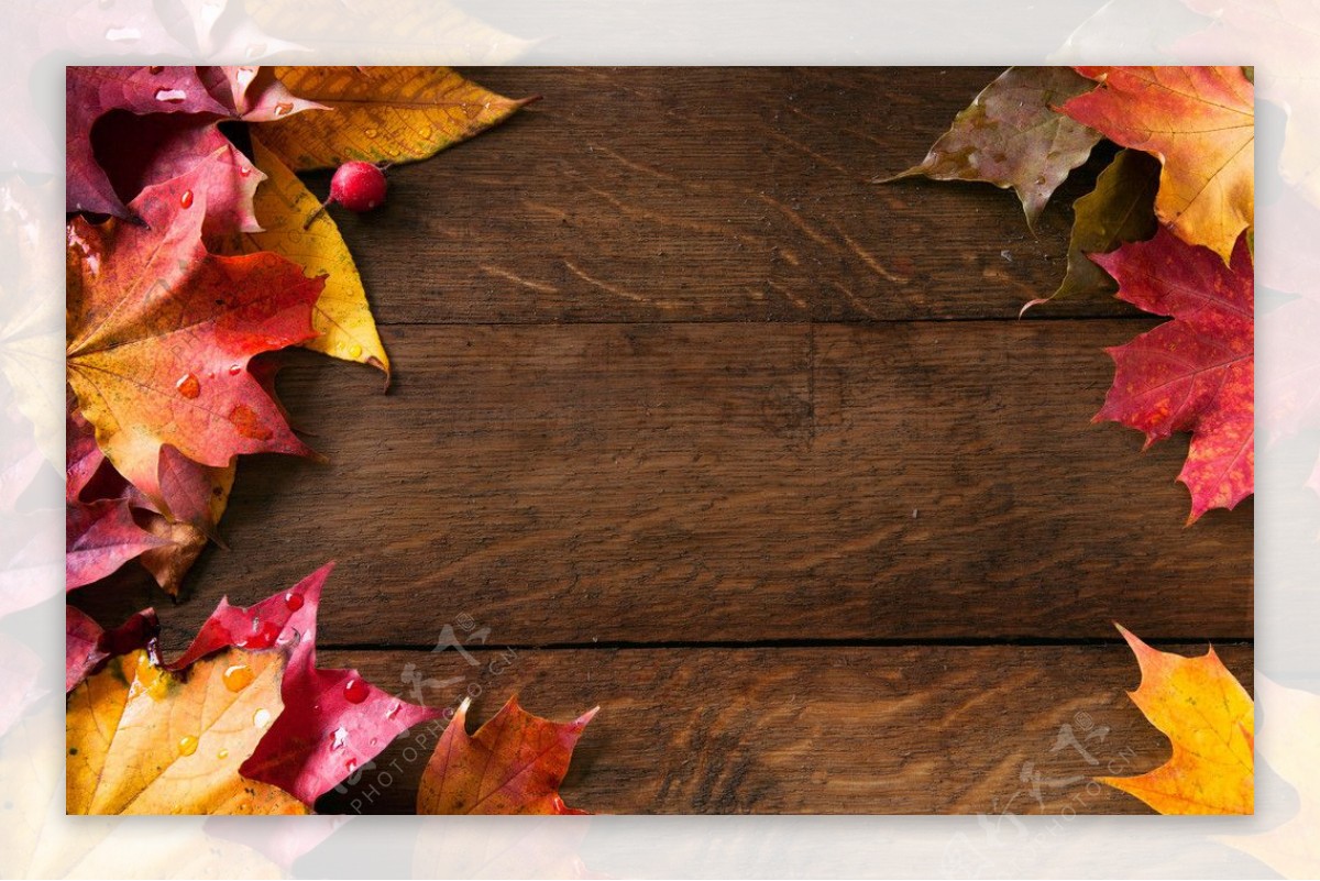 木纹木板秋叶图片