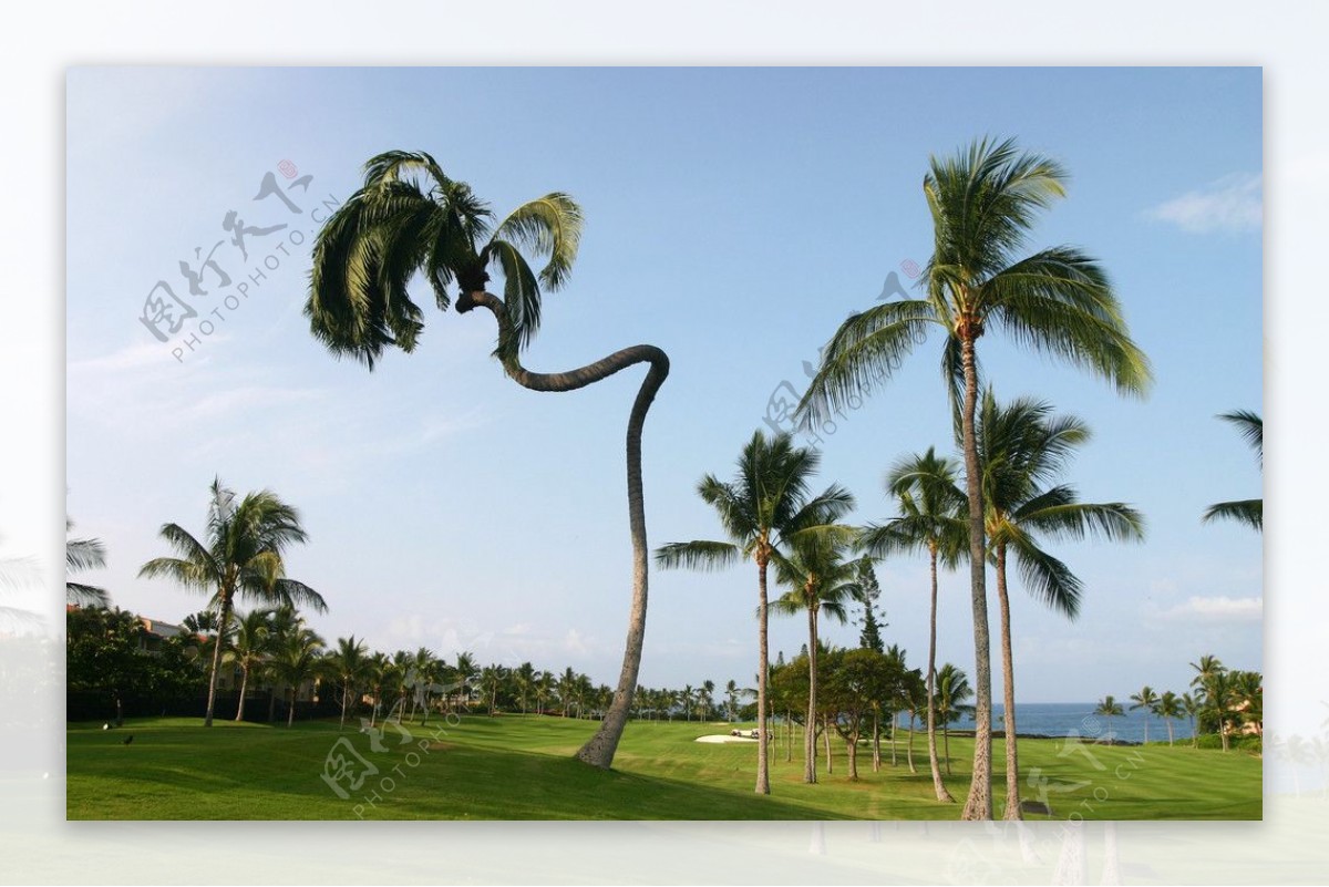 螺旋生长的椰树图片