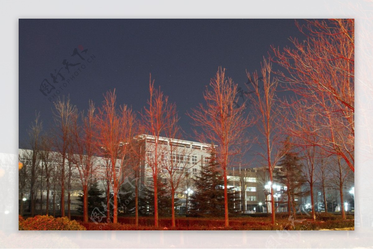 映红的冬树图片