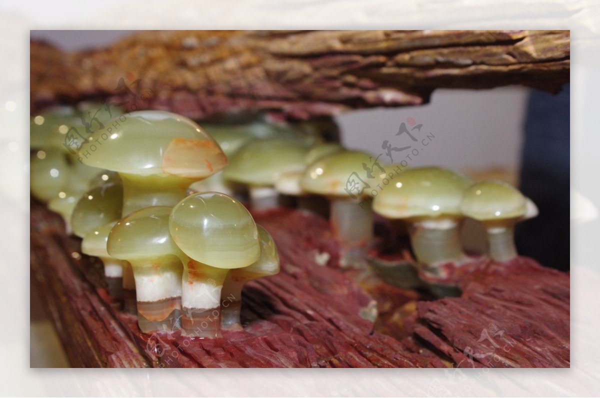 青玉蘑菇图片