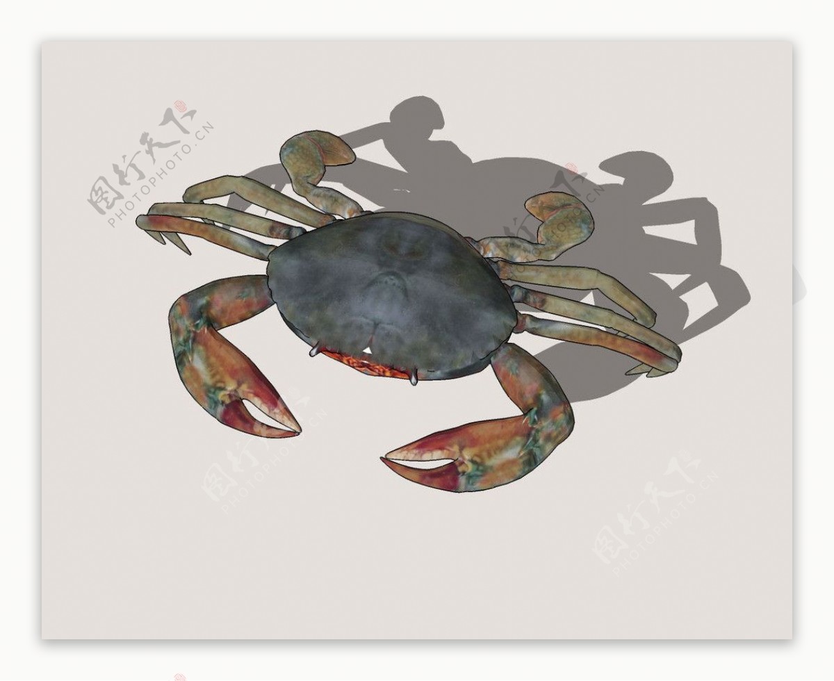 螃蟹3D模型图片