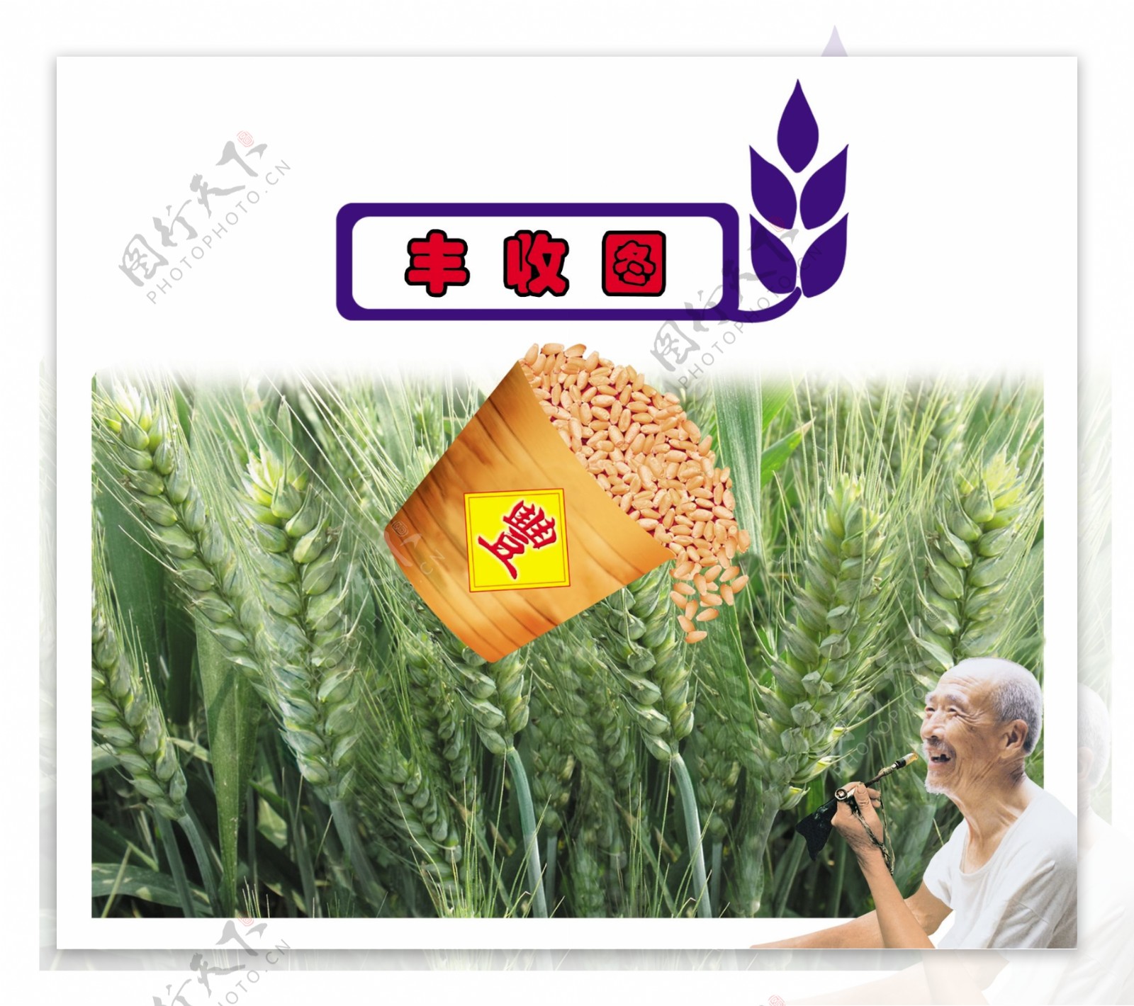 小麦种子素材图片