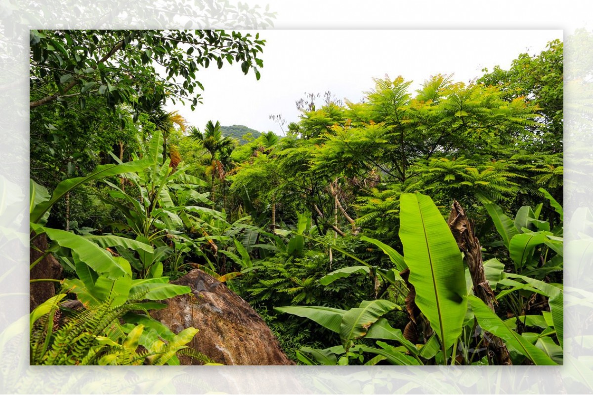 呀诺达雨林植物图片