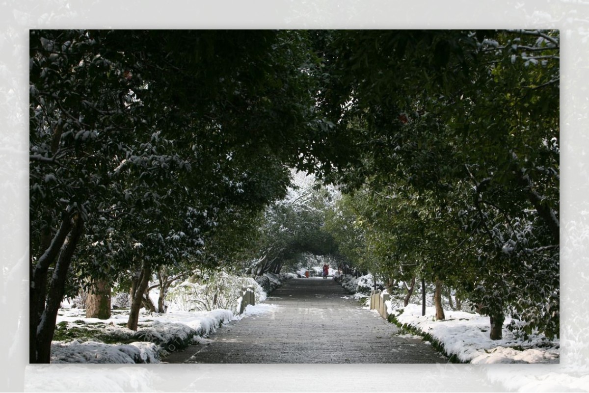 杭州花圃雪后初晴图片