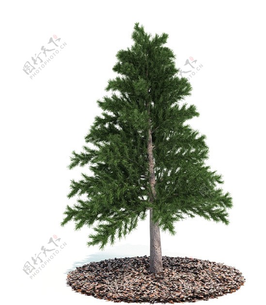 3D松树模型图片