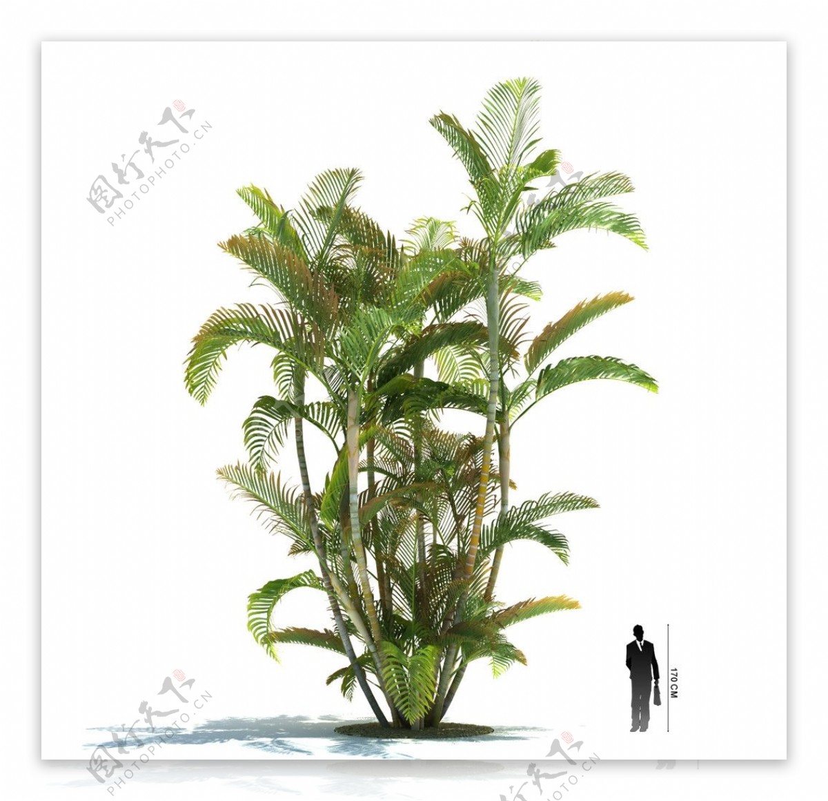 三维植物模型图片