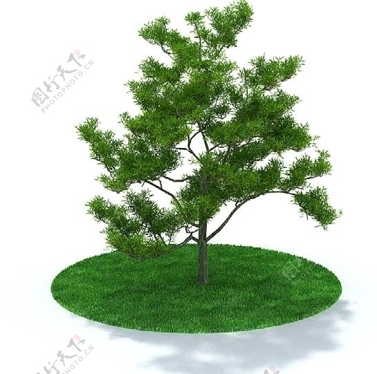 精美树木3D模型图片